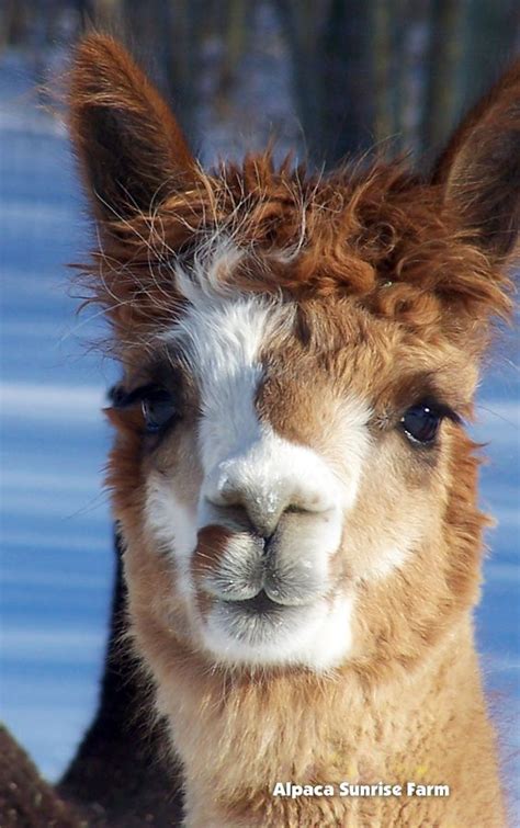 HUACAYA ALPACA #alpaca #alpacas | Cute alpaca, Llama pictures, Alpaca