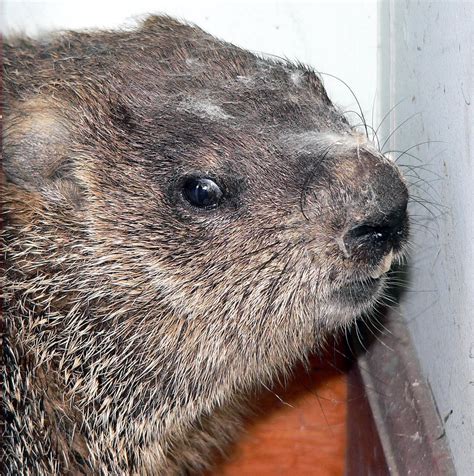 P10504521 | woodchuck~check out his teeth! | tina1960 | Flickr