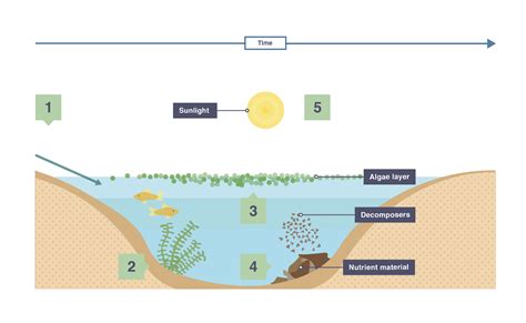 Eutrophication Flow Diagram