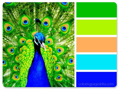 Pin by Pamela Gist on Palettes | Color schemes colour palettes, Nature ...