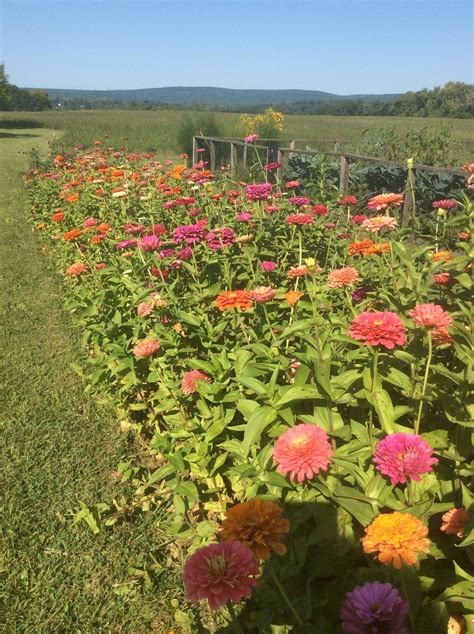 My beautiful zinnia garden! | Zinnia garden, Flower farm, Zinnias