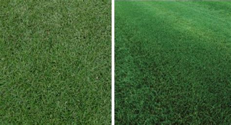 Bermudagrass vs. Tall Fescue: Differences Between These Turf Types - Johnston Seed Company