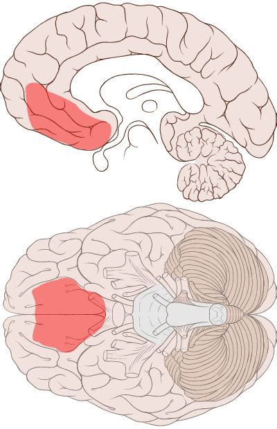 Ventromedial prefrontal cortex - Alchetron, the free social encyclopedia