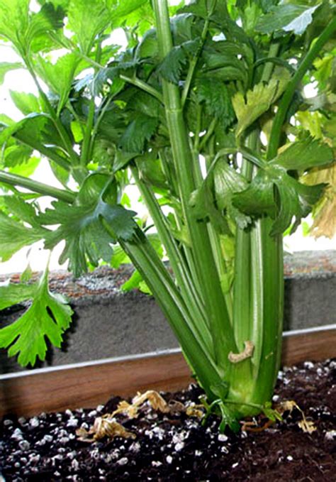 How to grow Celery | Growing Celery in containers | Celery care - NatureBring