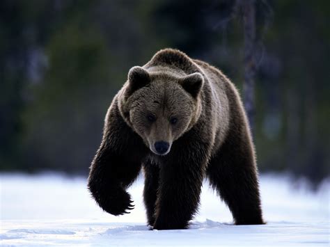 Grizzly Bear Wallpaper - Wild Big Grizzly Wallpapers