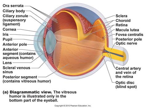 Labeled Eye Model Diagram