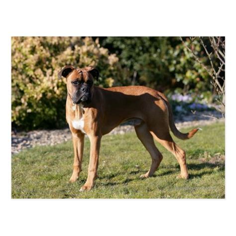 Fawn Boxer Dog Standing Postcard | Zazzle