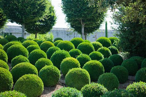 Buy Topiaries | Topiary Plants & Trees in Various Shapes | Hopes Grove ...