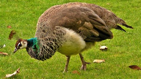 Peacock Female on Display - Peahen Bird - YouTube