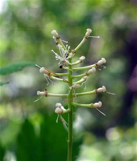 Poisonous Plants - Baneberry