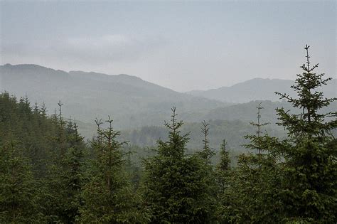 Misty Pine Forests Photograph by Chris Dale - Fine Art America