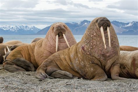 What is a Pinniped? - Scuba.com