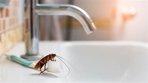 7 ways to keep bugs out of your house | Tom's Guide