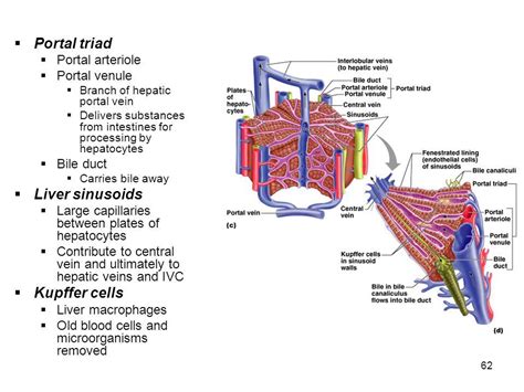 Newly Discovered Liver Cells Regenerate Liver Without Forming Tumors | Nursing study tips ...