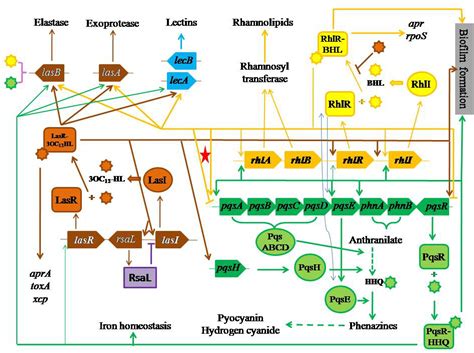 Pseudomonas Aeruginosa Biofilm