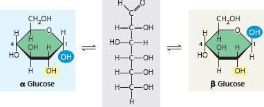 Difference between an alpha/beta glycosidic bond versus an alpha/beta ...