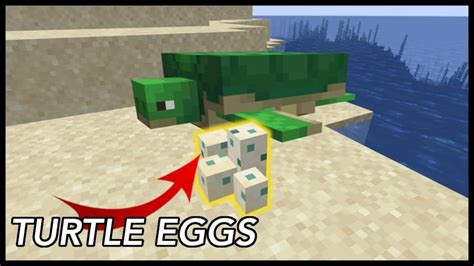 ¿Cuánto tardan en eclosionar los huevos de tortuga en Minecraft (y por qué)?