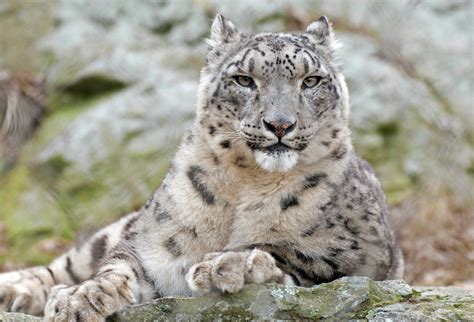 Datei:Snow Leopard Relaxed.jpg – Wikipedia