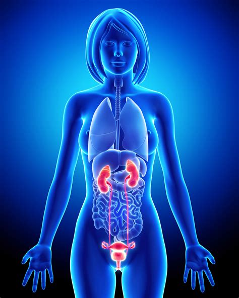 THE REPRODUCTIVE GLANDS AND PH - pH FocusedpH Focused