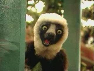 Zoboomafoo Animal Kids - YummyGames.com