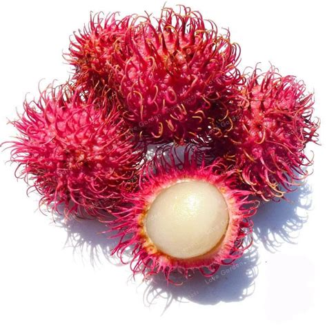 Aliexpress.com : Buy 5 PCS Rambutan Bonsai Red Fruits Plant As Litchi Very Delicious Giant Plant ...