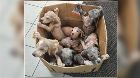 Box of puppies found in 'horrible condition'