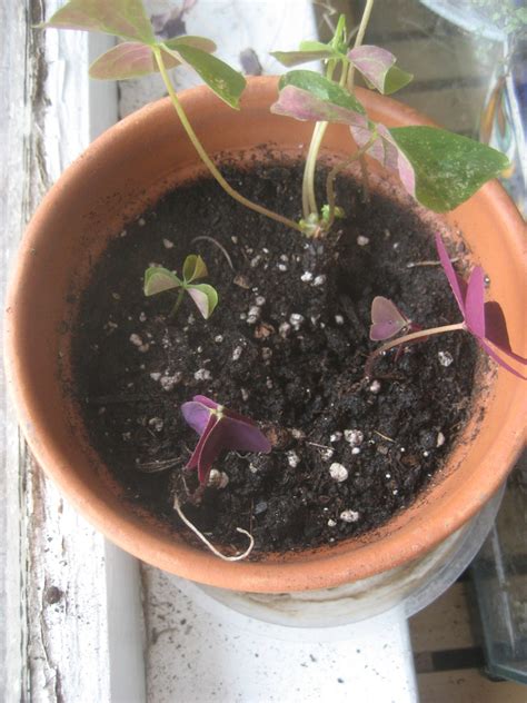 Chuck Does Art: Oxalis (Shamrock) Propagation