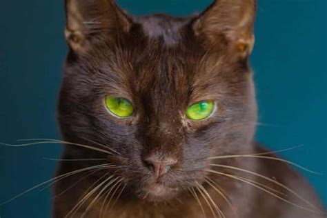 The 10 Cat Breeds With The Coolest Green Eyes