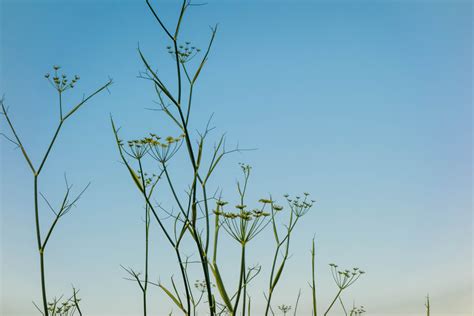 Dealing with Fennel Diseases - Food Gardening Network