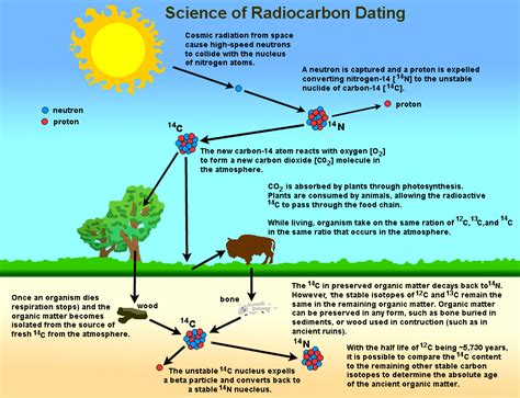 1.42: Radiocarbon Dating and Relative Dating - Geosciences LibreTexts