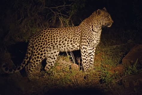 South Africa – Leopards