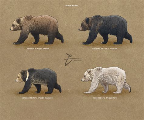 Eurasian Brown Bear Vs Grizzly