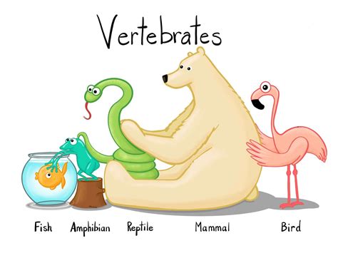 Examples Of Vertebrates And Invertebrates For Kids