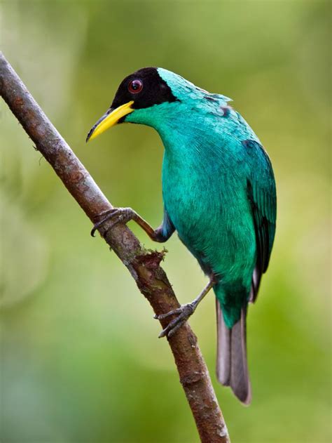 Green Honeycreeper - S.Mexico south to Brazil & Trinidad Kinds Of Birds ...