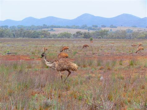 Travels with Kylie: Animals of the Outback