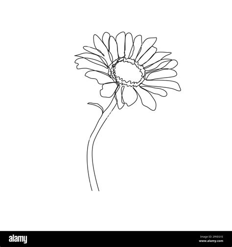 Daisy flower single line art vector illustration. Hand drawn chamomile ...