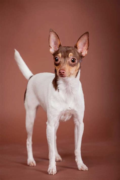 Toy Fox Terrier Dog Breed » Everything About Mini Fox Terriers