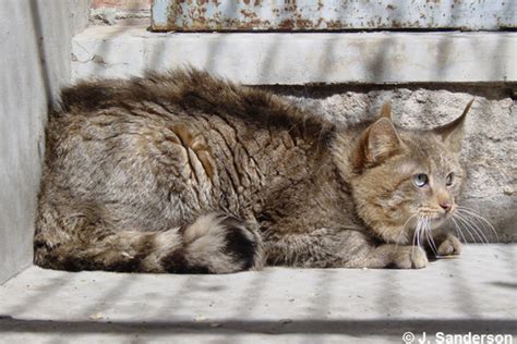 Chinese Mountain Cat (Felis bieti) Classification / Taxonomy