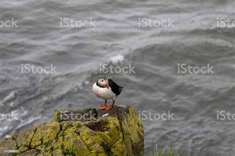 Icelandic Puffin And Seagull Stock Photo - Download Image Now - Animal, Animal Nest, Animal ...