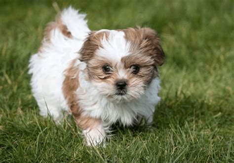 Shih Tzu Puppies for Sale Near Me | Central Park Puppies