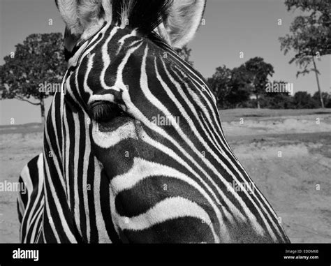 Close up zebra Stock Photo - Alamy