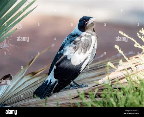 Baby magpie hi-res stock photography and images - Alamy