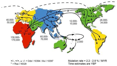 10: Map of continent specific mitochondrial haplogroups. Haplogroups ...