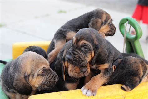 Bloodhound Puppies For Sale | Sparta, MI #298949 | Petzlover