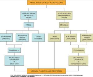 What is Hypervolemia - Definition, Signs, Symptoms, Treatment