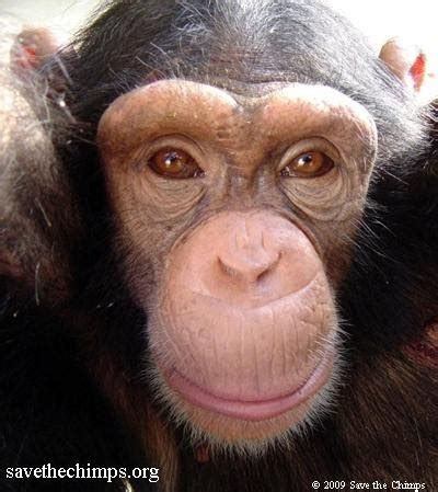 Make a Chimp Smile! Supporting Great Apes!: SEE WHO MADE A CHIMP SMILE!!!