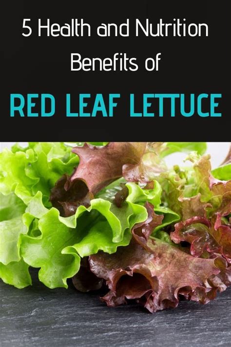 5 Health and Nutrition Benefits of Red Leaf Lettuce | Women's Alphabet ...