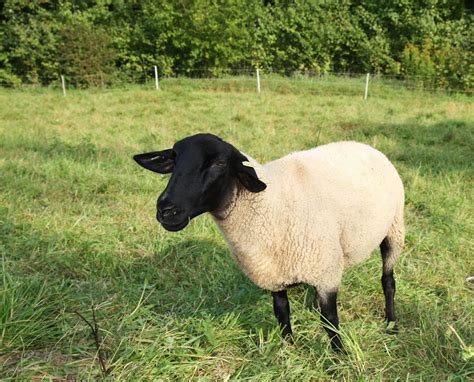 Dorper Sheep: Characteristics and Breed Overview