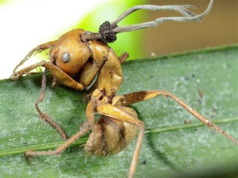 You can contribute to new research on zombie ants | Earth | EarthSky