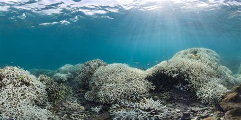 Widespread coral bleaching in Australia's Great Barrier Reef.